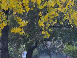 http://www.hindustantimes.com/Images/popup/2015/1/leaves_compressed.jpg