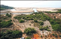 http://www.hindustantimes.com/images/HTEditImages/Images/mangroves.jpg
