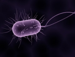 article
