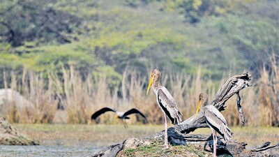 Gurugram, India-February 06, 2023: Painted Stork bird was spotted in Sultanpur National Park at Sultanpur village on Gurugram-Jhajjar Highway near Rosy Pelican Tourist Complex, in Gurugram, India, on Monday, 06 February 2023. (Photo by Parveen Kumar/Hindustan Times) Gurugram, India-February 06, 2023: Painted Stork bird was spotted in Sultanpur National Park at Sultanpur village on Gurugram-Jhajjar Highway near Rosy Pelican Tourist Complex, in Gurugram, India, on Monday, 06 February 2023. (Photo by Parveen Kumar/Hindustan Times)