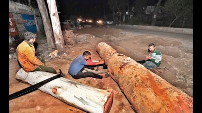 Trees at Hambran road being cut by the authorities to widen a narrow stretch at Hambra road in Ludhiana on Monday. (Gurpreet Singh/HT) Trees at Hambran road being cut by the authorities to widen a narrow stretch at Hambra road in Ludhiana on Monday. (Gurpreet Singh/HT)
