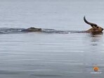 The image, taken from the viral video, shows a buck trying to outswim a crocodile.