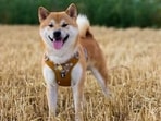A dog belt is essential if you have a pet at home as it helps prevent your dog from slipping out. 