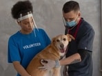 Pets can get nervous due to the various elements that a vet visit presents like tiring car rides, new smells, anxious pets, unfamiliar people, body handling, needles etc. 