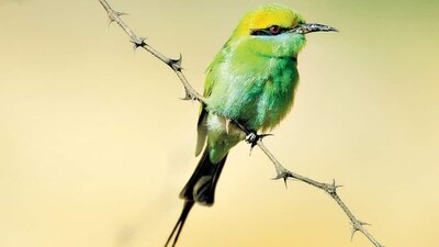 In 2020 and 2021, the tally had sunk to below 200 species for the first time. (Photo: Sunjoy Monga) In 2020 and 2021, the tally had sunk to below 200 species for the first time. (Photo: Sunjoy Monga)