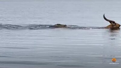 The image, taken from the viral video, shows a buck trying to outswim a crocodile. (YouTube/@Latest Sightings)