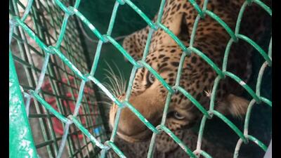 Faridabad, India-January 14, 2023: Leopard on prowl captured by Wildlife team at the residential area in Rajiv colony near sector 25, in Faridabad, India, on Saturday, 14 January 2023. (Photo by Parveen Kumar/Hindustan Times)(Pic to go with Leena Dhankar's story) Faridabad, India-January 14, 2023: Leopard on prowl captured by Wildlife team at the residential area in Rajiv colony near sector 25, in Faridabad, India, on Saturday, 14 January 2023. (Photo by Parveen Kumar/Hindustan Times)(Pic to go with Leena Dhankar's story)