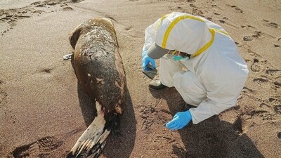 Scientists at the Paracas National Reserve inspecting a dead sea lion while deploying a monitoring and surveillance protocol for cases of birds and sea lions affected by avian influenza in the Ica region, Peru. (AFP) Scientists at the Paracas National Reserve inspecting a dead sea lion while deploying a monitoring and surveillance protocol for cases of birds and sea lions affected by avian influenza in the Ica region, Peru. (AFP)
