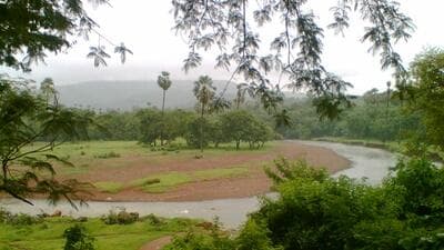 The region where these two projects are coming up is set to undergo a rapid transformation in the near future, with the Virar-Alibaug Multi-Modal Corridor and the Western Dedicated Freight Corridor also set to come up in the area, sparking concerns around the safety of wildlife. (HT PHOTO) The region where these two projects are coming up is set to undergo a rapid transformation in the near future, with the Virar-Alibaug Multi-Modal Corridor and the Western Dedicated Freight Corridor also set to come up in the area, sparking concerns around the safety of wildlife. (HT PHOTO)