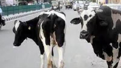 UP is among the states with a higher number of abandoned cattle. (Representative file image)
