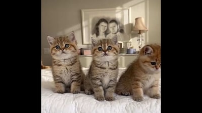 Kittens ‘recreating’ Jenna Ortega’s viral Wednesday dance was posted on Instagram. (Instagram/@lorettabritishcat) Kittens ‘recreating’ Jenna Ortega’s viral Wednesday dance was posted on Instagram. (Instagram/@lorettabritishcat)