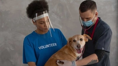 Pets can get nervous due to the various elements that a vet visit presents like tiring car rides, new smells, anxious pets, unfamiliar people, body handling, needles etc. (Pexels) Pets can get nervous due to the various elements that a vet visit presents like tiring car rides, new smells, anxious pets, unfamiliar people, body handling, needles etc. (Pexels)