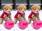 Much like humans, dogs also need warm winter clothes.