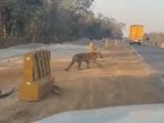 Snapshot from the video of the tiger crossing the road. Snapshot from the video of the tiger crossing the road.