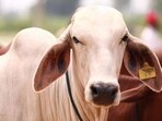Animal Welfare Board of India wants people to celebrate Cow Hug Day on February 14. Animal Welfare Board of India wants people to celebrate Cow Hug Day on February 14.