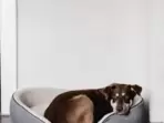 Help your pet feel absolutely at home with these comfortable dog beds.