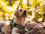 A good belt is comfortable for the dog and useful in controlling your pet.