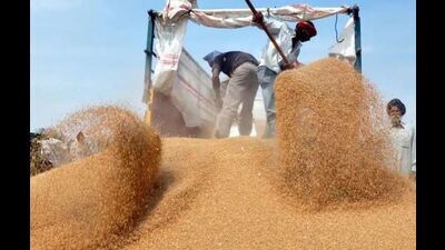 As per estimates, Punjab government has set a target to purchase 70,000 tonnes of wheat. (HT file photo) As per estimates, Punjab government has set a target to purchase 70,000 tonnes of wheat. (HT file photo)