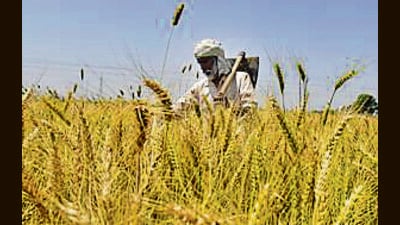 The agriculture minister said there will be direct dialogue between the government and the farmers to make the new agricultural policy of the state. (HT file photo) The agriculture minister said there will be direct dialogue between the government and the farmers to make the new agricultural policy of the state. (HT file photo)