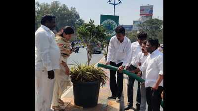 The civic body is being criticised for not watering or maintaining these plants. (HT PHOTO)