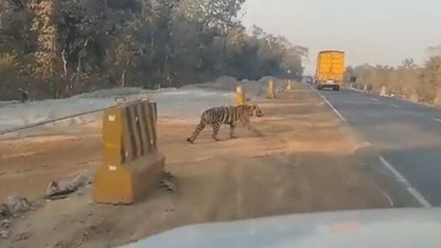 Snapshot from the video of the tiger crossing the road. (Twitter/@Susanta Nanda) Snapshot from the video of the tiger crossing the road. (Twitter/@Susanta Nanda)