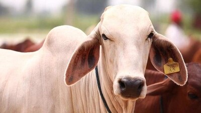 Animal Welfare Board of India wants people to celebrate Cow Hug Day on February 14. Animal Welfare Board of India wants people to celebrate Cow Hug Day on February 14.
