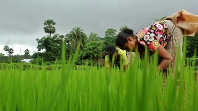 India has also emerged as a net exporter of farm products, whose exports touched an all-time high of US$ 50.2 billion in 2021-22, according to official data. India has also emerged as a net exporter of farm products, whose exports touched an all-time high of US$ 50.2 billion in 2021-22, according to official data.