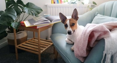 Dog-friendly home: Tips to create safe and comfortable enviornment for your dog (pexels) Dog-friendly home: Tips to create safe and comfortable enviornment for your dog (pexels)