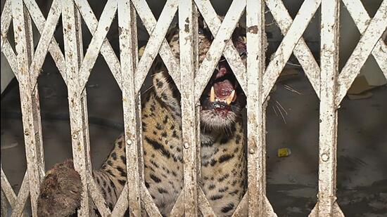 The leopard at Ghaziabad district court on Wednesday. The leopard is aged about 7-8 years. (PTI)