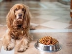 Dog food makes your dog healthy by providing all essential nutrients.