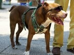 Chest belts help manage one's pet in an efficient manner.