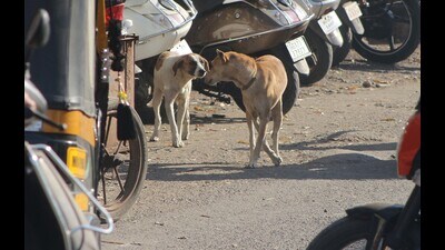 Citizens are raising voice against stray dogs and animal lovers feeding them at public places after a group of stray canines attacked a seven-year-old boy at Wadgaonsheri. (Ravindra Joshi/HT PHOTO) Citizens are raising voice against stray dogs and animal lovers feeding them at public places after a group of stray canines attacked a seven-year-old boy at Wadgaonsheri. (Ravindra Joshi/HT PHOTO)