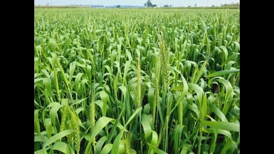 Following favourable weather conditions in the past few months, scientists of the Indian Institute of Wheat and Barley Research (IIWBR), Karnal, were hopeful of a bumper wheat crop. (HT File photo) Following favourable weather conditions in the past few months, scientists of the Indian Institute of Wheat and Barley Research (IIWBR), Karnal, were hopeful of a bumper wheat crop. (HT File photo)