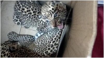 Forest officers took custody of two leopard cubs from Kolagere village in Mandya hours after they were rescued by youngsters (HT Photo) Forest officers took custody of two leopard cubs from Kolagere village in Mandya hours after they were rescued by youngsters (HT Photo)