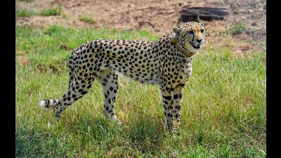 Kuno National Park received eight cheetahs from Namibia on September 17 last year, all of which were released into an enclosure by Prime Minister Narendra Modi. (PTI) Kuno National Park received eight cheetahs from Namibia on September 17 last year, all of which were released into an enclosure by Prime Minister Narendra Modi. (PTI)