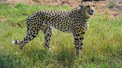 Kuno National Park received eight cheetahs from Namibia on September 17 last year, all of which were released into an enclosure by Prime Minister Narendra Modi. (PTI) Kuno National Park received eight cheetahs from Namibia on September 17 last year, all of which were released into an enclosure by Prime Minister Narendra Modi. (PTI)