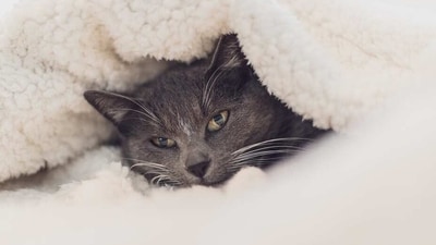 Tips and tricks to get your cat to like their new bed (Pixabay) Tips and tricks to get your cat to like their new bed (Pixabay)