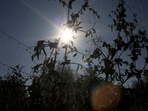 FILE PHOTO: Pea plants are damaged by drought, due to the El Nino weather phenomenon in Madrid municipality near Bogota Colombia January 17, 2016. While flooding and intense rain wreak havoc on several countries in Latin America, El Nino brings other harmful effects to Colombia with severe drought. REUTERS/John Vizcaino/File Photo