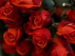 Nepal imported 10,612 kg of rose flowers worth  <span class='webrupee'>₹</span>1.3 million in the first six months of the current fiscal year.