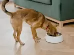 A good dog bowl that facilitates your pet’s food intake – from maintaining the right temperature of food on serving to ensuring it is consumed without creating a mess on the floor.