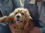 Dog hair brushes keep the fur untangled and smooth.