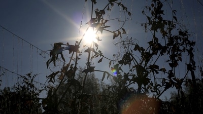 FILE PHOTO: Pea plants are damaged by drought, due to the El Nino weather phenomenon in Madrid municipality near Bogota Colombia January 17, 2016. While flooding and intense rain wreak havoc on several countries in Latin America, El Nino brings other harmful effects to Colombia with severe drought. REUTERS/John Vizcaino/File Photo (REUTERS)