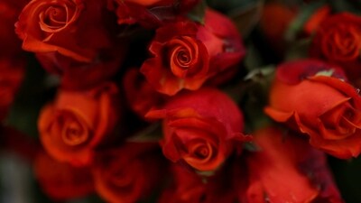 Nepal imported 10,612 kg of rose flowers worth  ₹1.3 million in the first six months of the current fiscal year. (REUTERS)