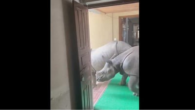 Two rhinos enter a building in Chitwan National Park. (Twitter/@Susanta Nanda) Two rhinos enter a building in Chitwan National Park. (Twitter/@Susanta Nanda)
