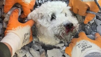 A dog named 'Pamuk' was rescued on Friday in Turkey's Hatay. (AFP) A dog named 'Pamuk' was rescued on Friday in Turkey's Hatay. (AFP)