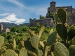 As global heating intensifies, the residents of Valais are finding an invasive species of cacti taking over their slopes.(Twitter/ Peter Oliver Baumgartner)