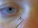 Filariasis is a disabling disease that is transmitted by infected mosquitoes. (HT File)