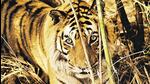 The body of the tigress, aged around 10 years, was found during patrolling by forest officials. (Representative Image)