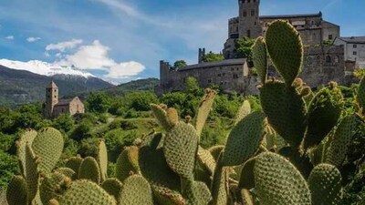 As global heating intensifies, the residents of Valais are finding an invasive species of cacti taking over their slopes. (Twitter/ Peter Oliver Baumgartner) As global heating intensifies, the residents of Valais are finding an invasive species of cacti taking over their slopes. (Twitter/ Peter Oliver Baumgartner)