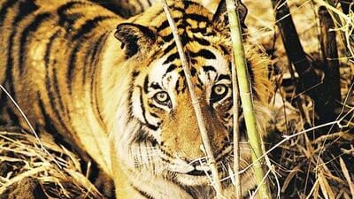 The body of the tigress, aged around 10 years, was found during patrolling by forest officials. (Representative Image) The body of the tigress, aged around 10 years, was found during patrolling by forest officials. (Representative Image)